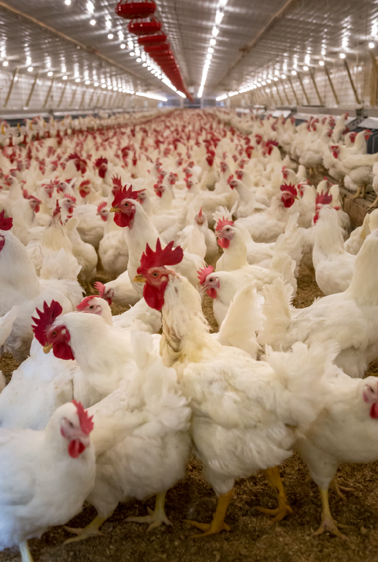 Limba Butchery_780 × 1157-19